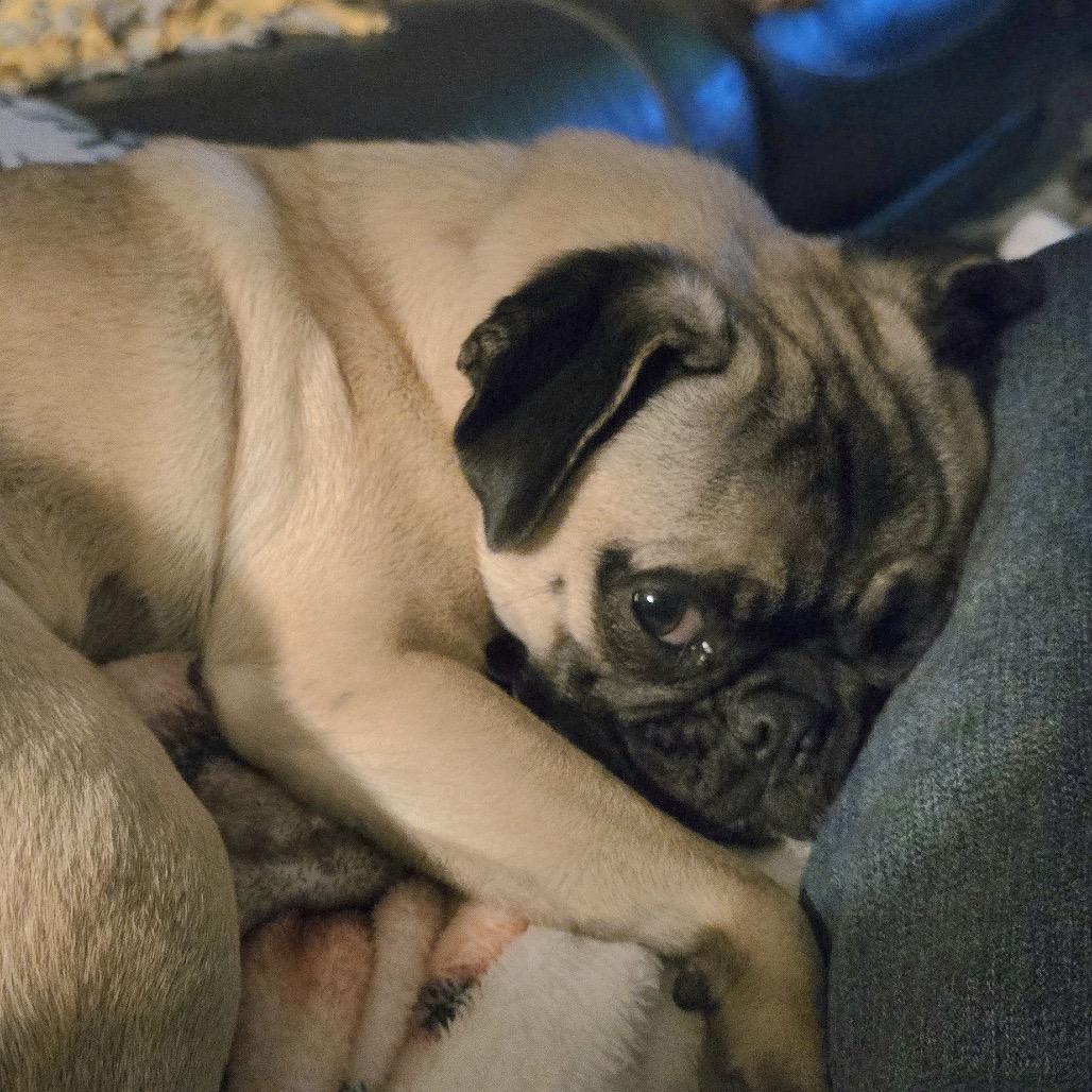 Enlarge Grace, a Adoptable Pug in Crystal, MN image 3/4