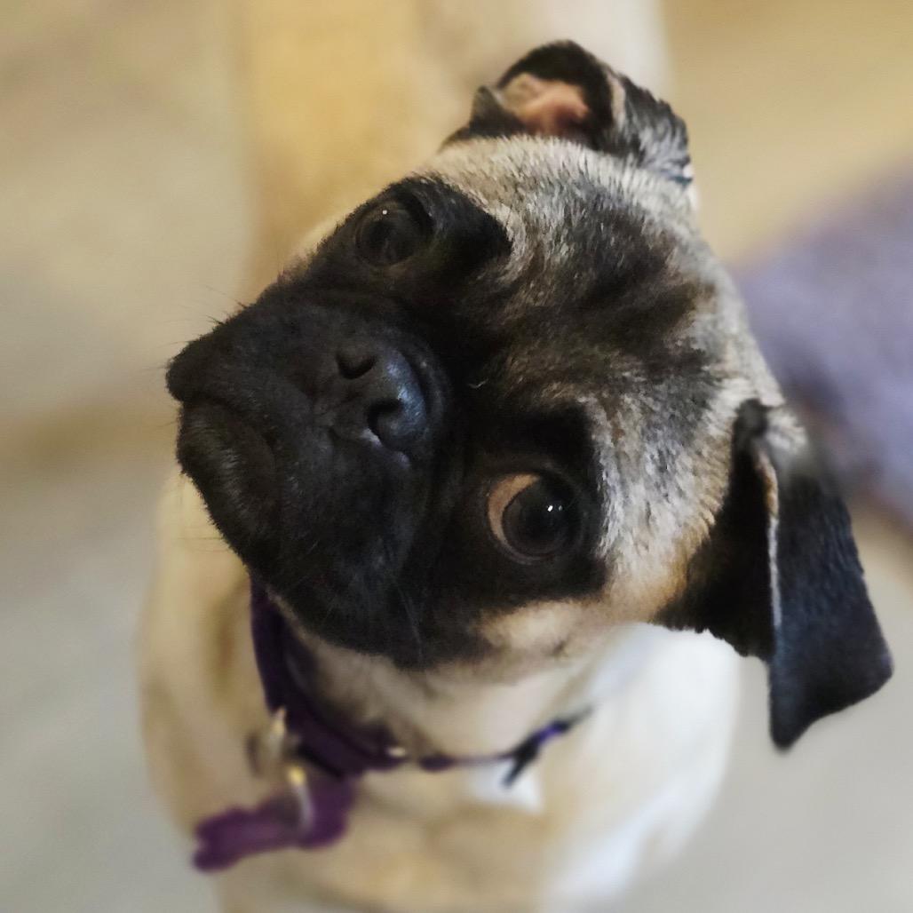 Enlarge Grace, a Adoptable Pug in Crystal, MN image 4/4