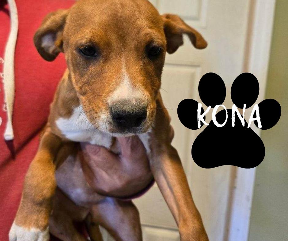 Kona, Young Female Hound