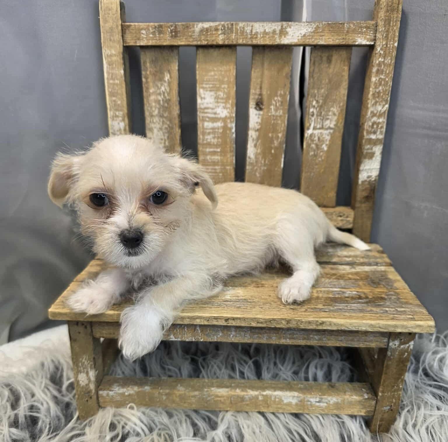 Enlarge Cherish, a Adoptable mixed breed in Southfield , MI image 5/6