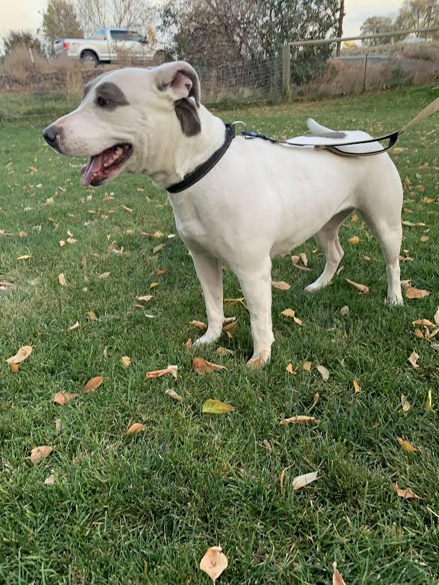 Keesha, a Adoptable mixed breed in Wasco, OR image 4/6