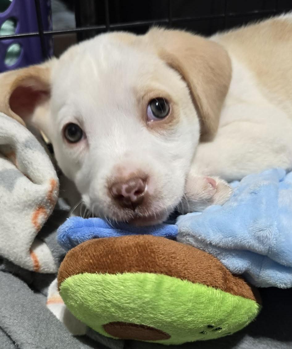 Enlarge Queen, a ADOPTABLE mixed breed in Grand Rapids, MI image 1/3