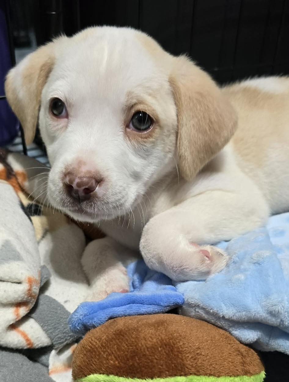 Enlarge Queen, a ADOPTABLE mixed breed in Grand Rapids, MI image 3/3