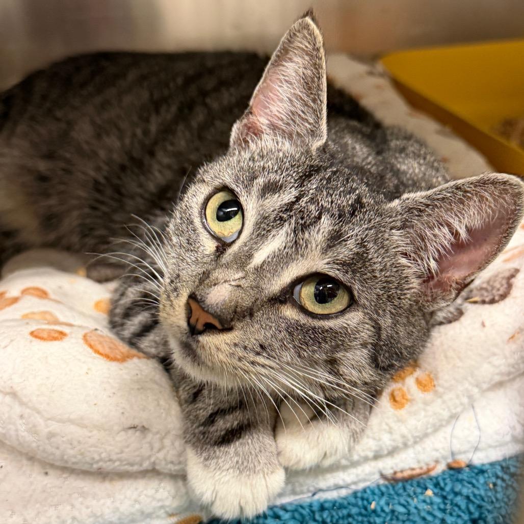 Zoey, Adoptable, Adult Female Domestic Short Hair.