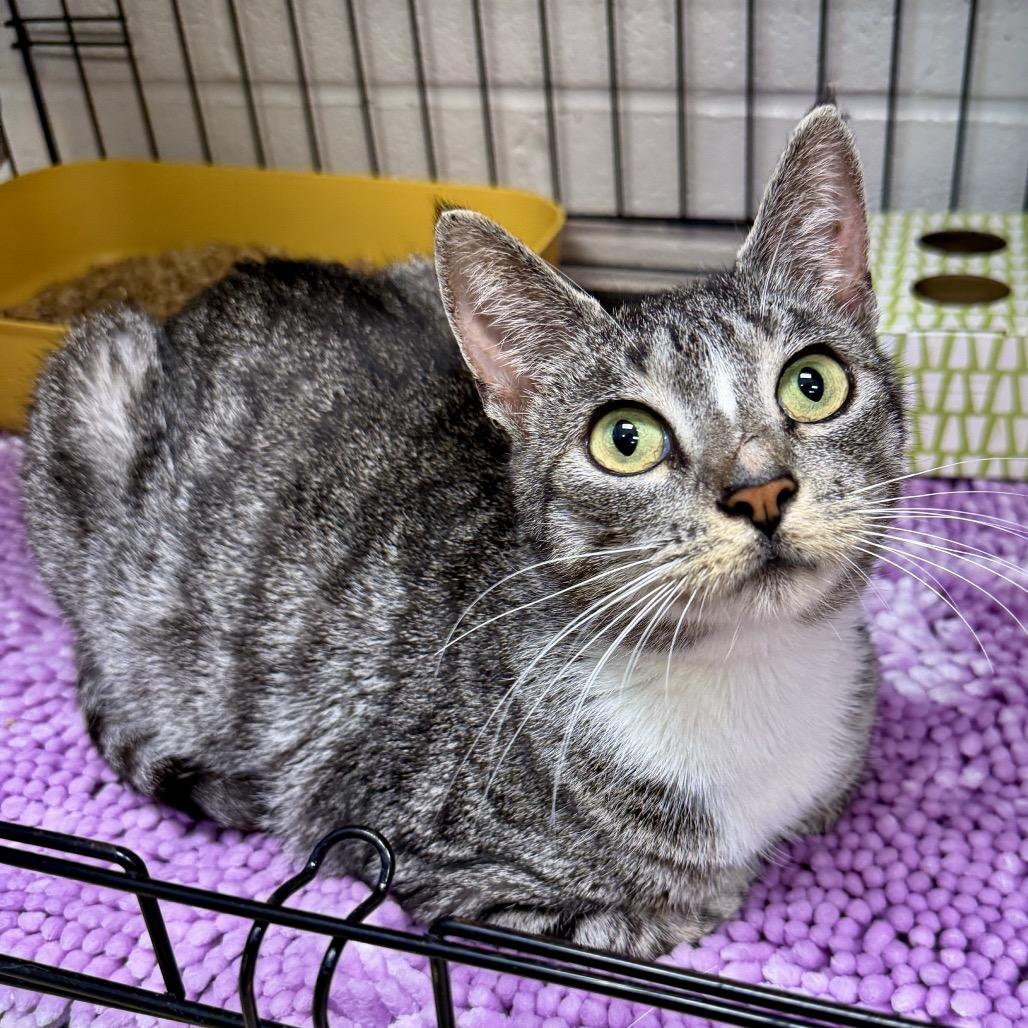 Zoey, a Adoptable Domestic Short Hair in Middleburg Heights , OH image 2/4