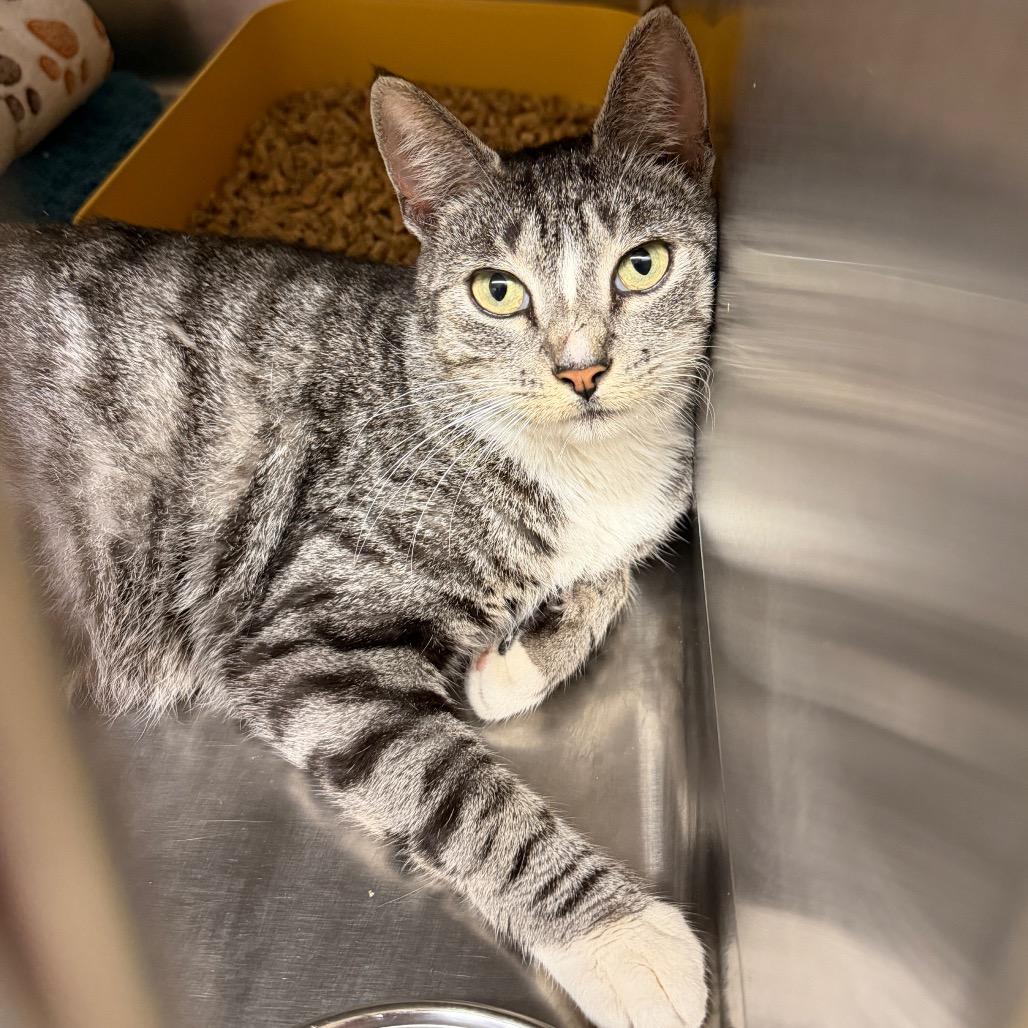 Zoey, a Adoptable Domestic Short Hair in Middleburg Heights , OH image 3/4