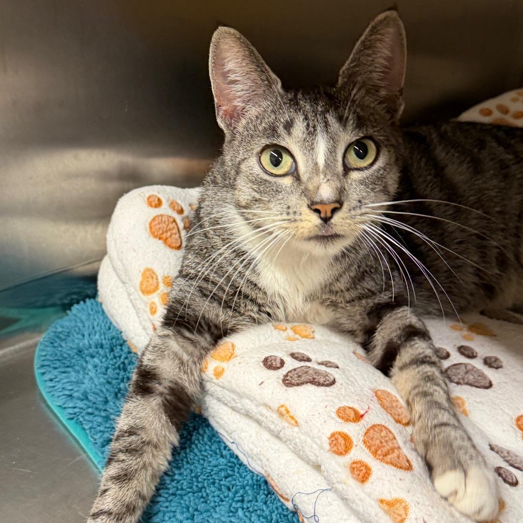 Zoey, a Adoptable Domestic Short Hair in Middleburg Heights , OH image 4/4