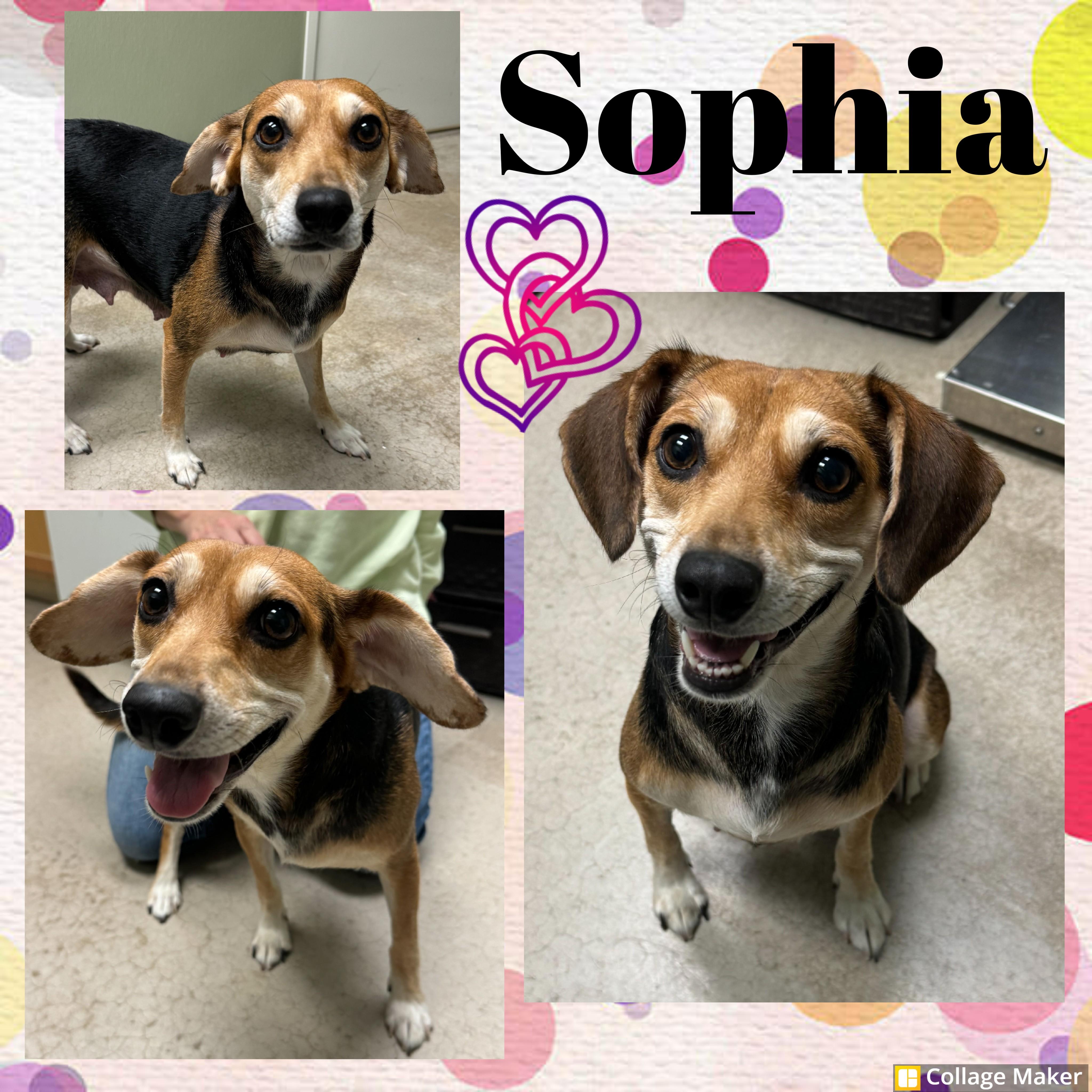 Enlarge Sophia, a Adoptable mixed breed in Clearfield, PA image 1/1