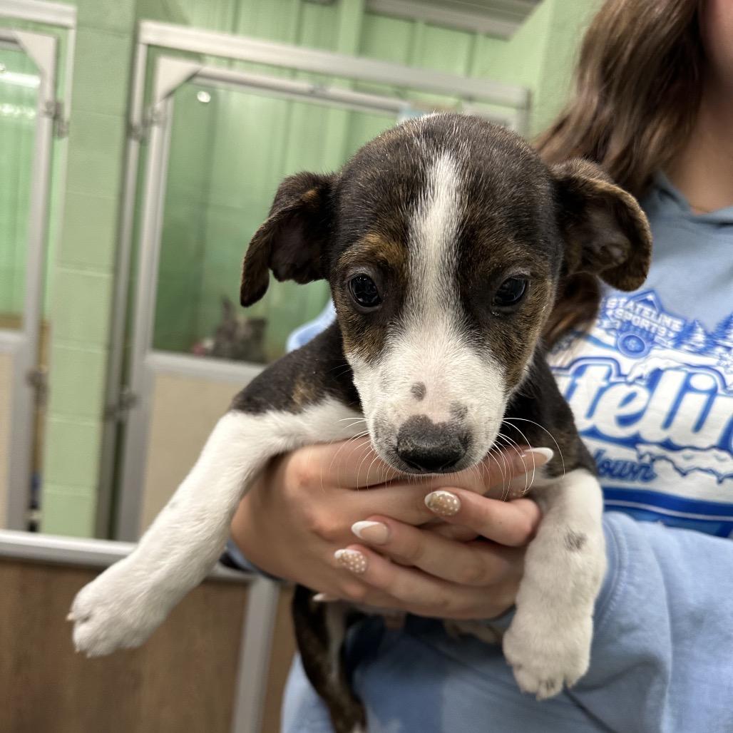 Enlarge Groovy, a Adoptable Mixed Breed in DeKalb, IL image 2/2