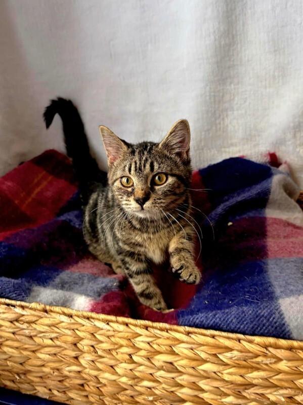 Beanie, Adoptable, Young Female Domestic Medium Hair.