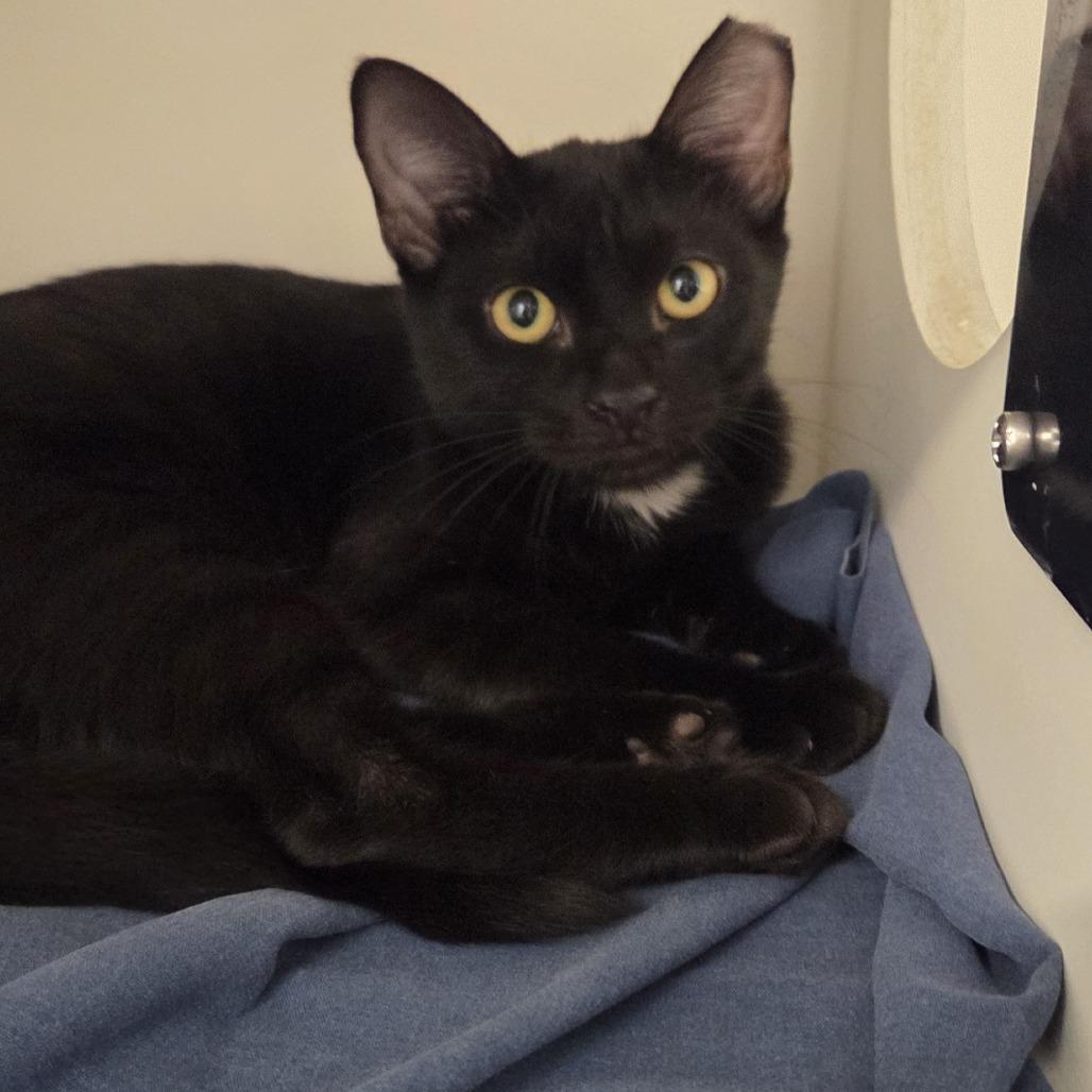 Asher, Adoptable, Kitten Female Domestic Short Hair & Mixed Breed.
