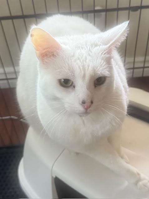 Warner “TV guru”, Adoptable, Adult Male Domestic Short Hair & Siamese.