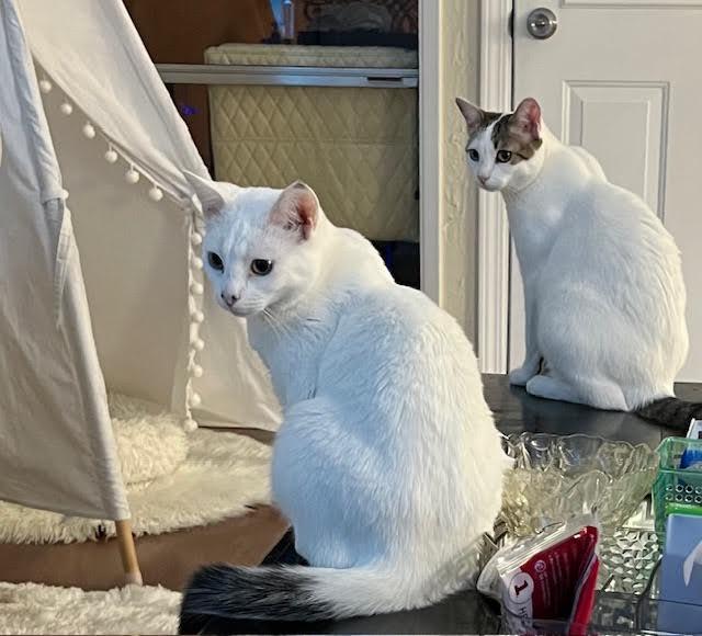 Warner “TV guru”, a Adoptable mixed breed in Lawndale, CA image 5/6