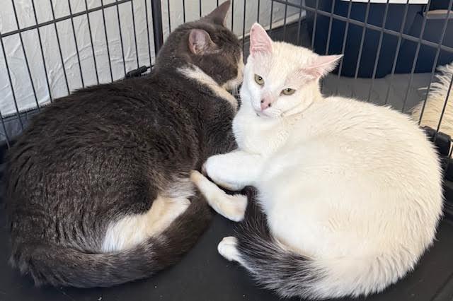 Warner “TV guru”, a Adoptable mixed breed in Lawndale, CA image 3/6