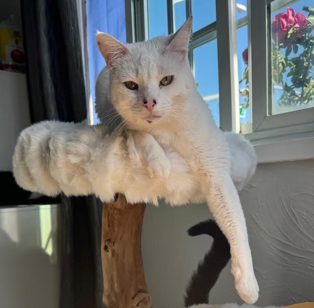 Warner “TV guru”, a Adoptable mixed breed in Lawndale, CA image 2/6