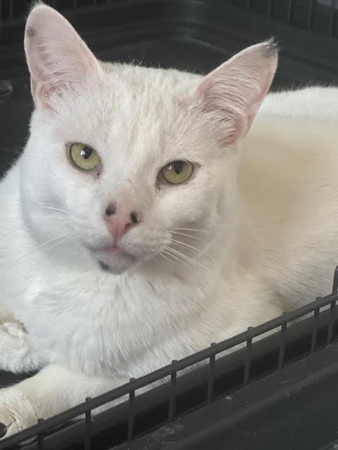 Warner “TV guru”, a Adoptable mixed breed in Lawndale, CA image 4/6