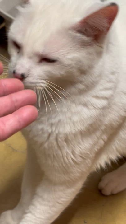 Enlarge Warner “TV guru”, a Adoptable mixed breed in Lawndale, CA video 6/6