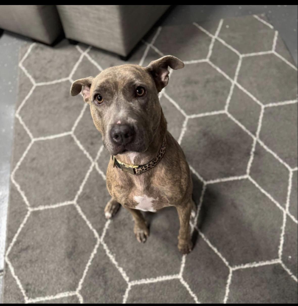 Rizzo, ADOPTABLE, Adult Female Mixed Breed.