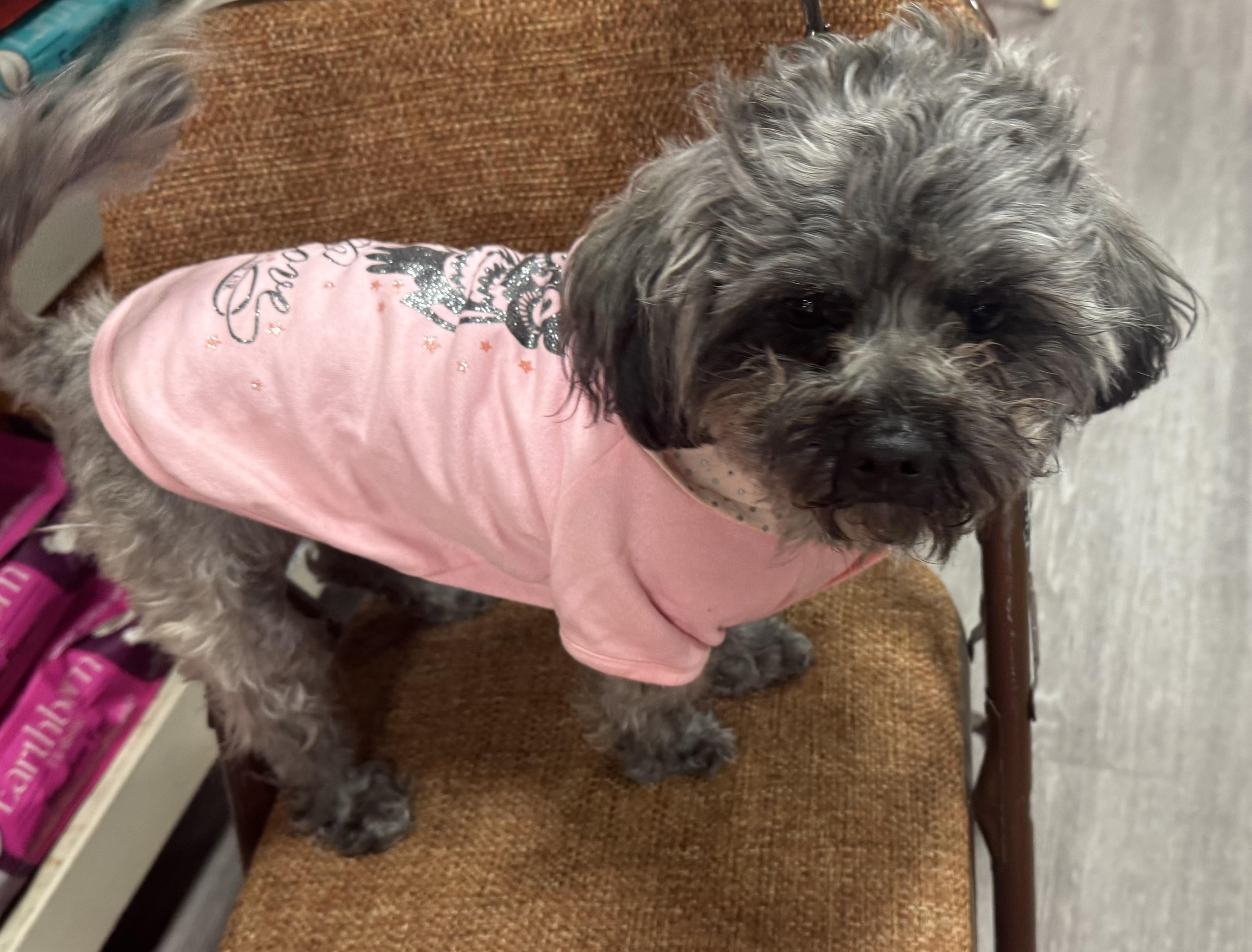 Storm-Adopted, an adopted mixed breed in Detroit, MI image 4/4