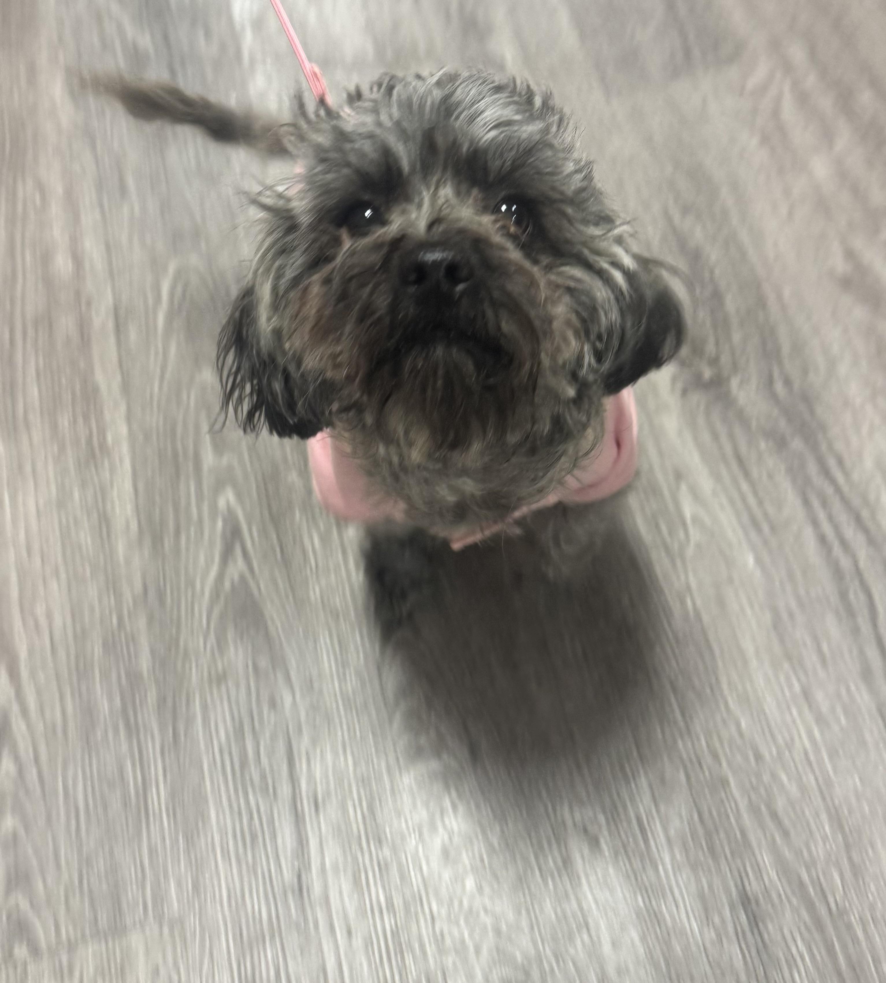 Storm-Adopted, adopted, Adult Female Terrier & Cairn Terrier.