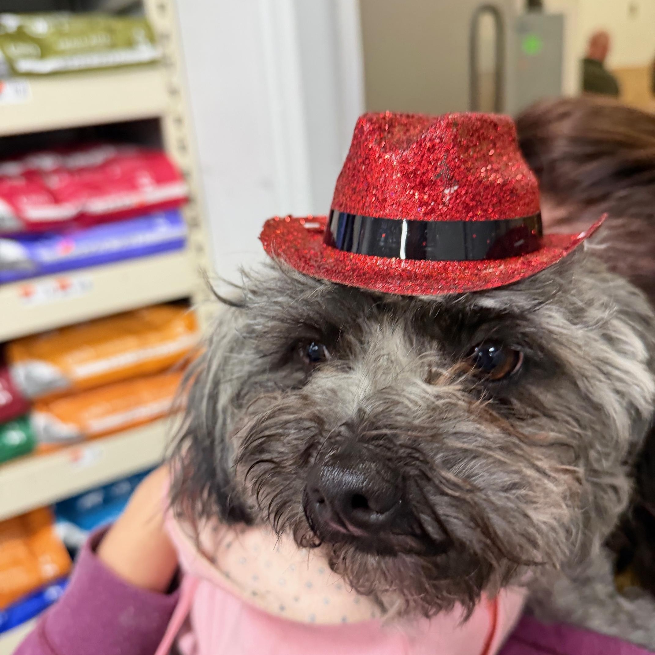 Storm-Adopted, an adopted mixed breed in Detroit, MI image 2/4