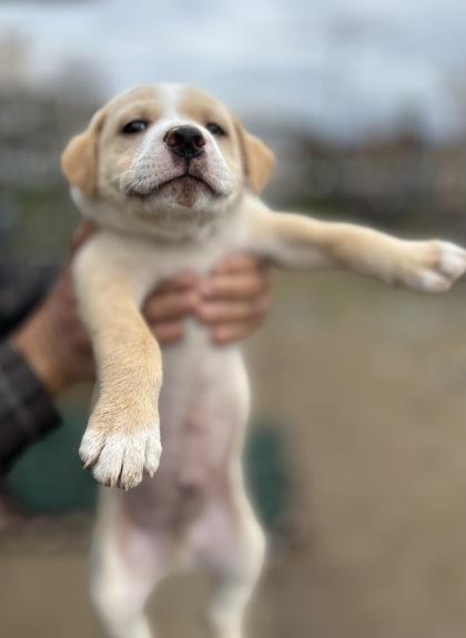 Enlarge Reggie, a Adoptable mixed breed in Fresno, CA image 1/1