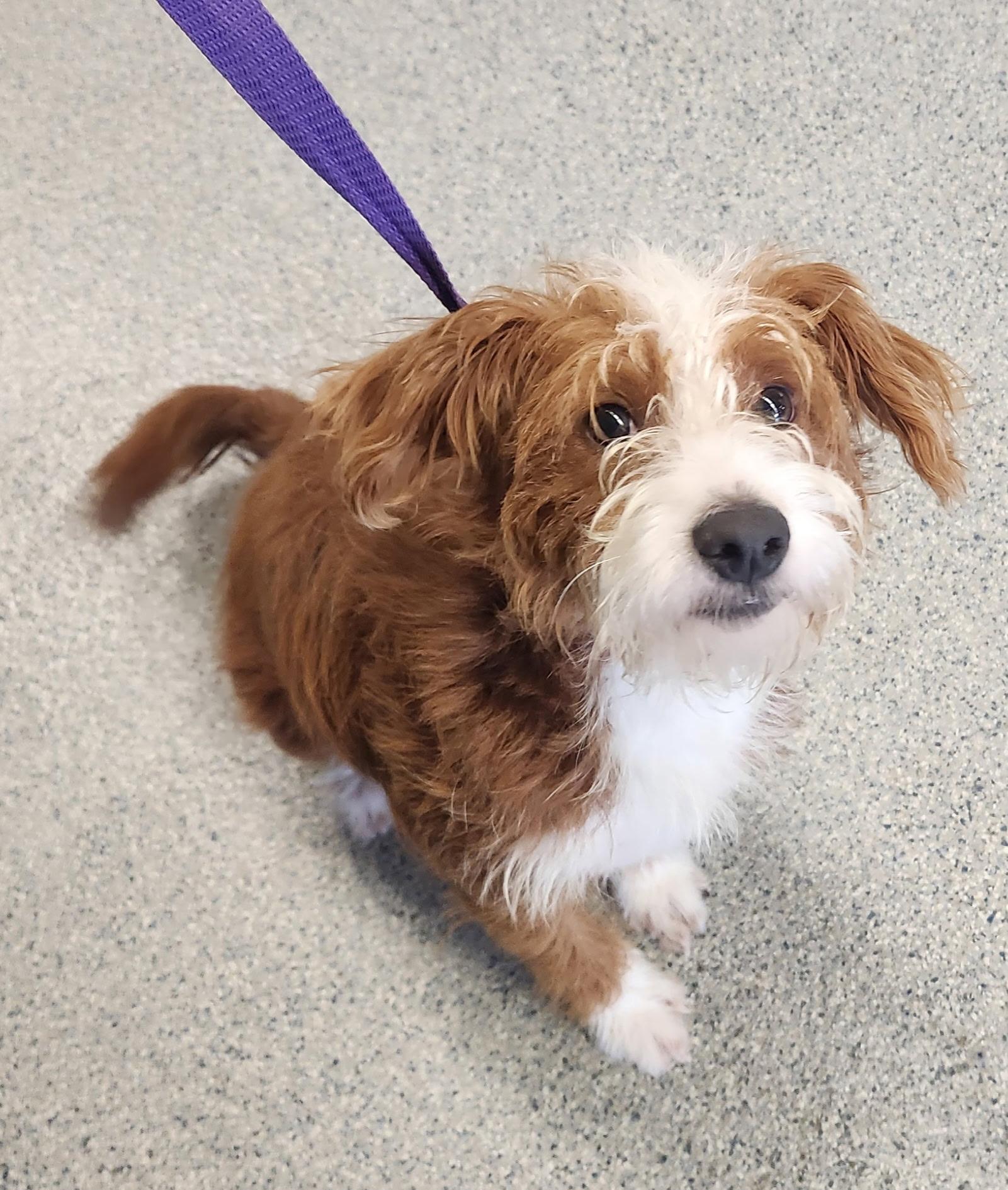 Red, adopted, Young Male Goldendoodle.