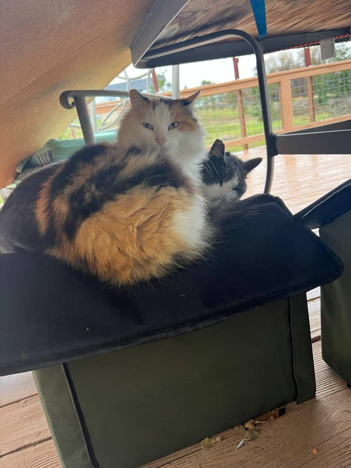 Skittles & Paul, ADOPTABLE, Adult Female Domestic Medium Hair & Domestic Short Hair.