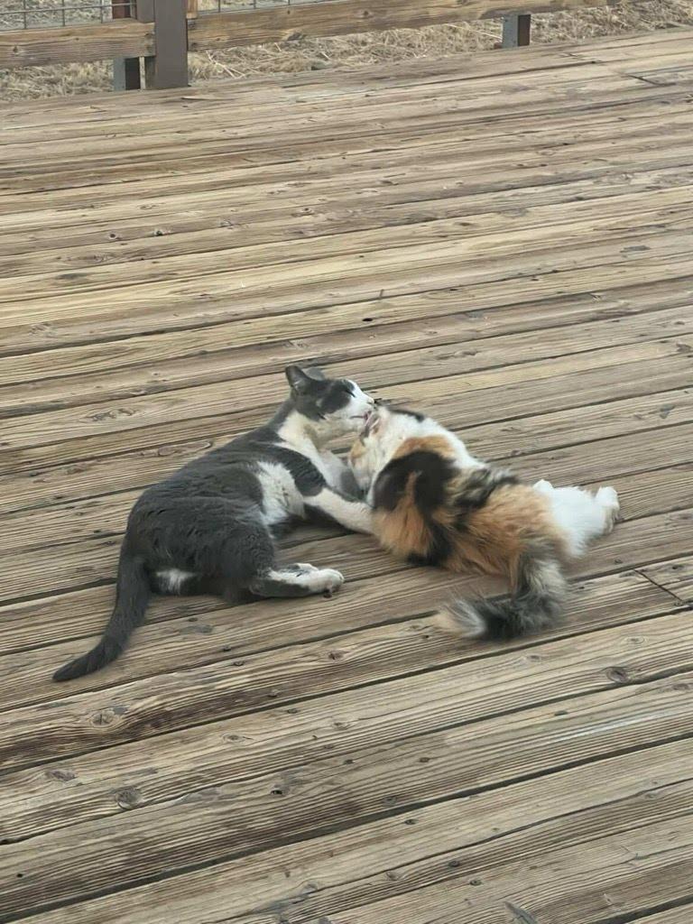 Enlarge Skittles & Paul, a ADOPTABLE mixed breed in San Andreas, CA image 3/4