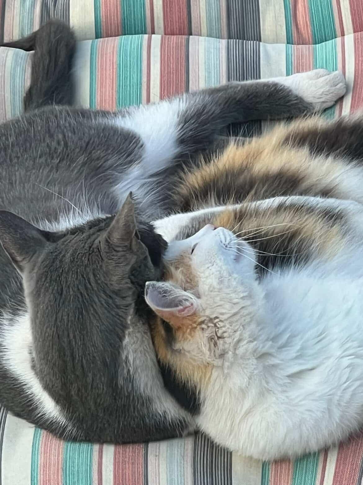 Enlarge Skittles & Paul, a ADOPTABLE mixed breed in San Andreas, CA image 2/4