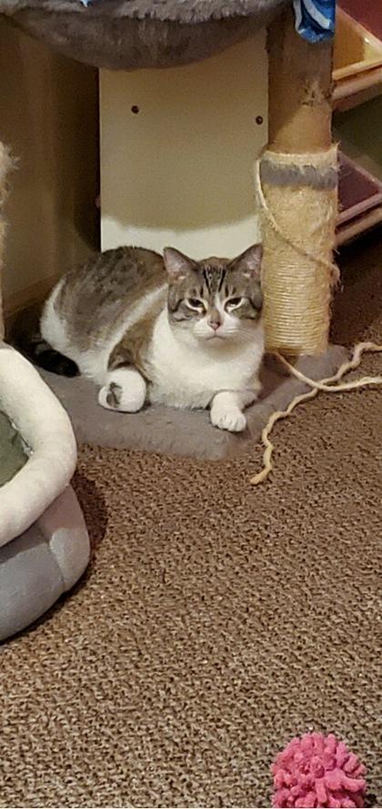 Sunni, Adoptable, Adult Male Domestic Short Hair & Domestic Short Hair.