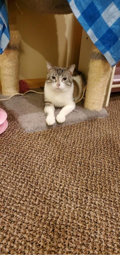 Sunni, a Adoptable Domestic Short Hair in New Castle, DE image 1/3