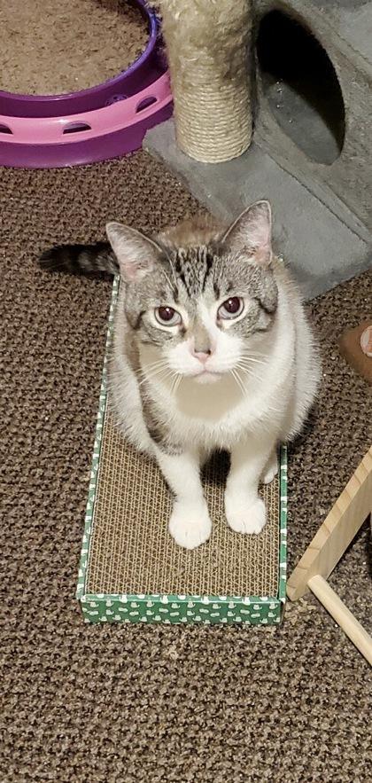 Sunni, Adoptable, Adult Male Domestic Short Hair & Domestic Short Hair.