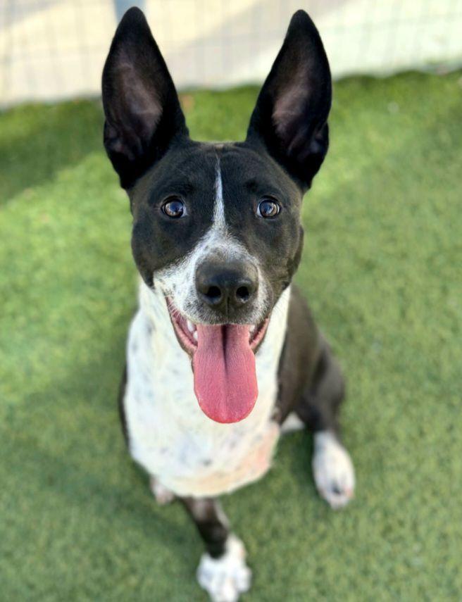 Spruce, an adoptable Border Collie in Fargo, ND, 58103 | Photo Image 1