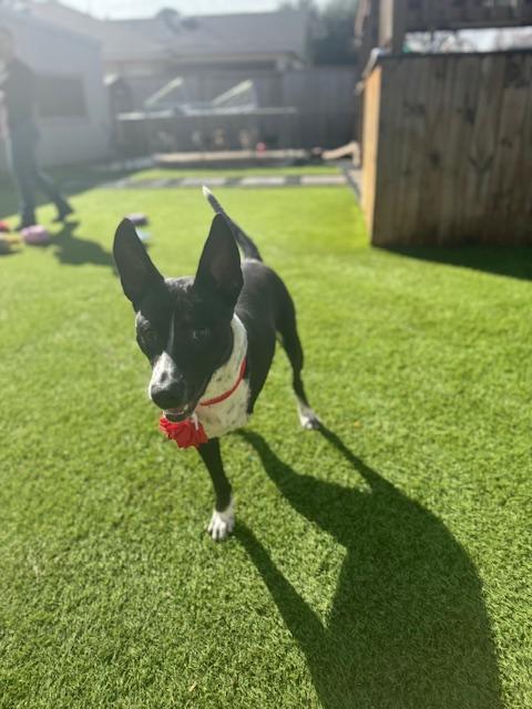 Spruce, an adoptable Border Collie in Fargo, ND, 58103 | Photo Image 2