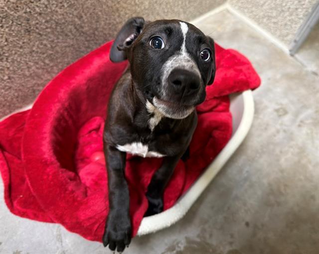 ZEMIRA, Adoptable, Puppy Female Labrador Retriever & Mixed Breed.