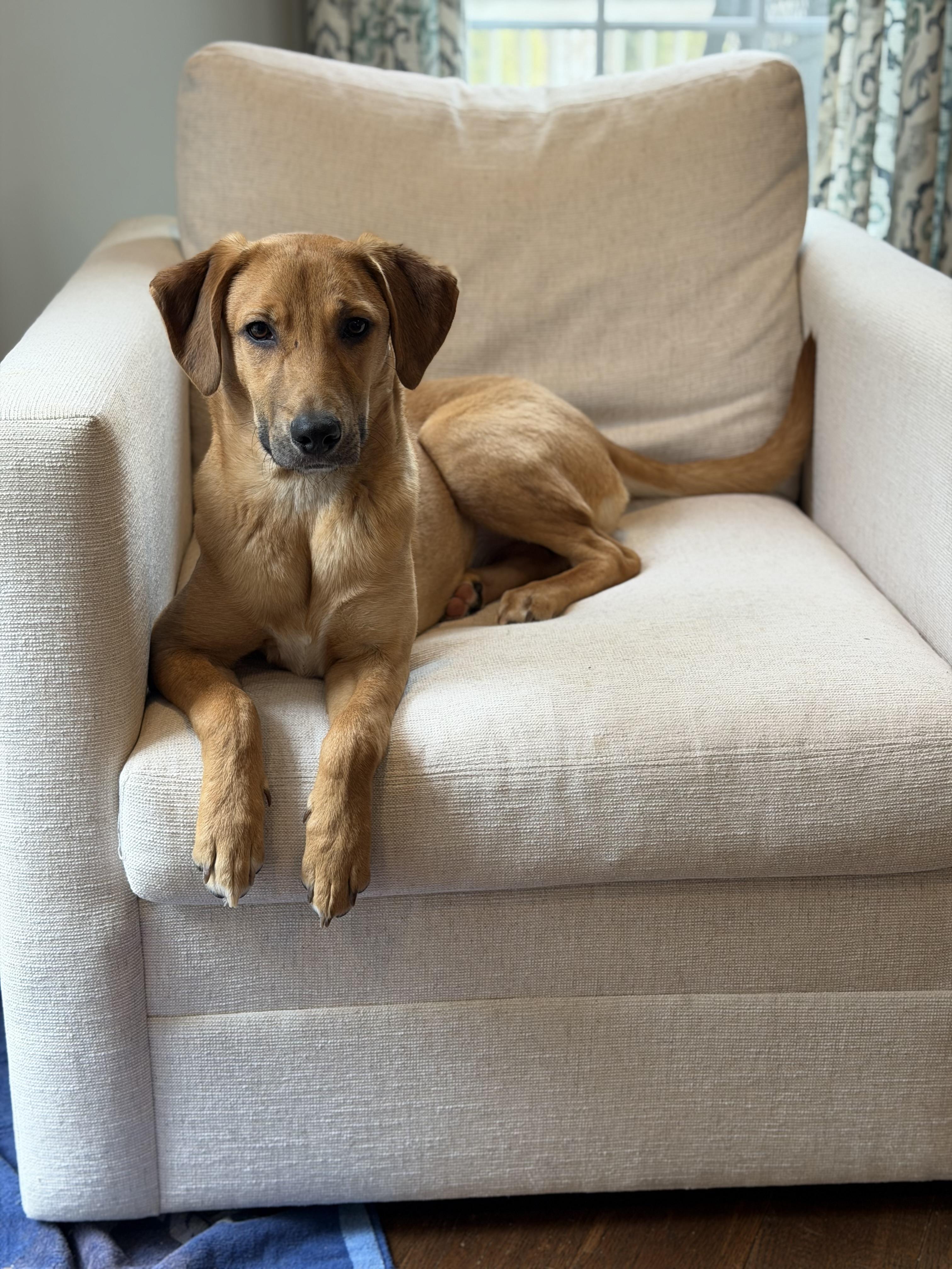 Jackie, adopted, Young Female Hound.