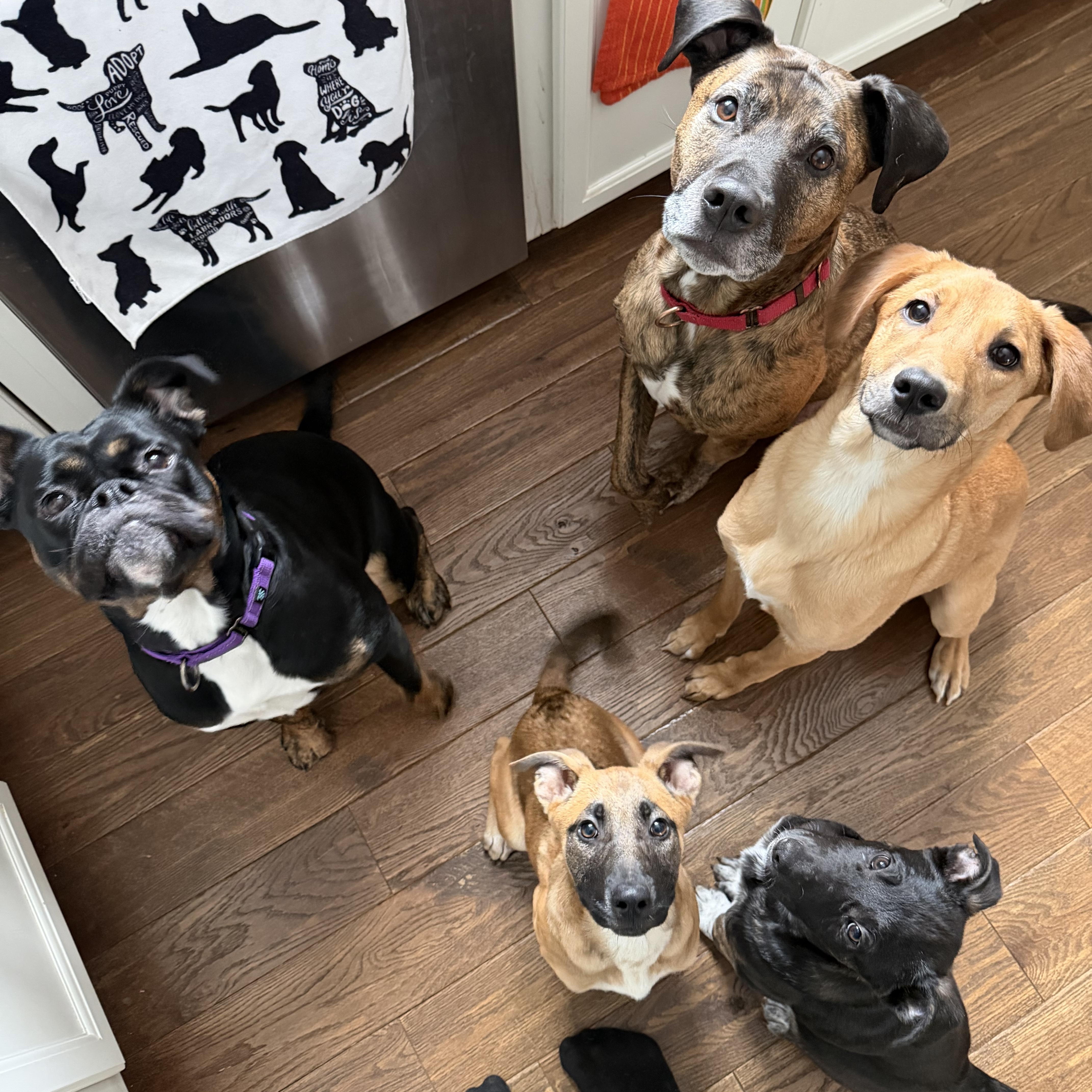 Enlarge Jackie, an adopted mixed breed in Portland, ME image 5/5