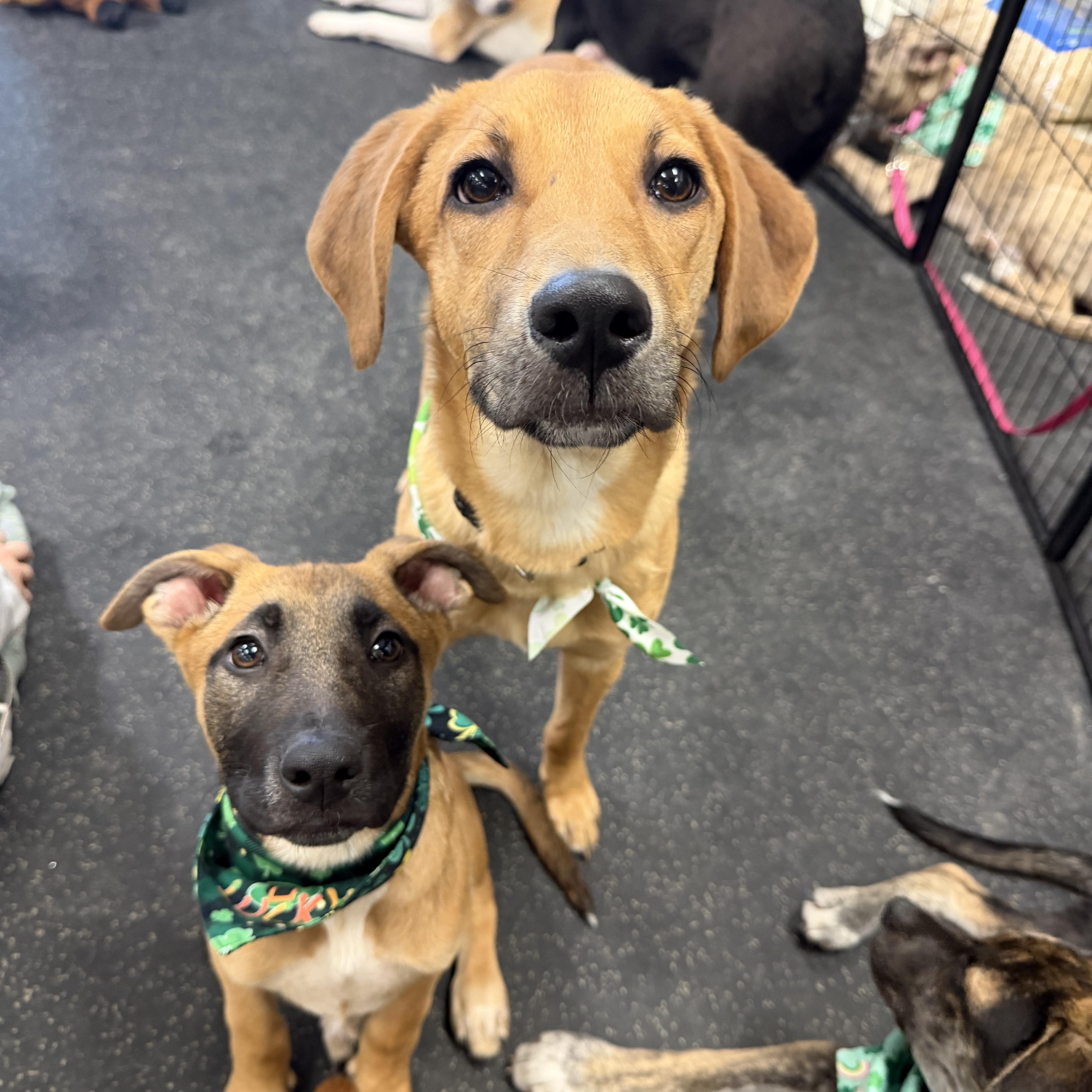 Enlarge Jackie, an adopted mixed breed in Portland, ME image 2/5