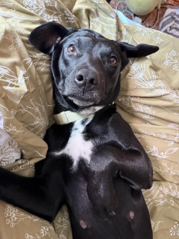 Enlarge NOX, a Adoptable mixed breed in Houston, TX image 1/1