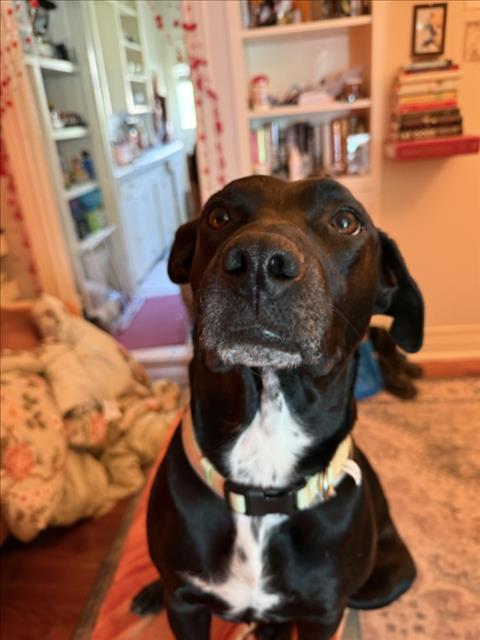 NOX, Adoptable, Adult Female Labrador Retriever & Mixed Breed.