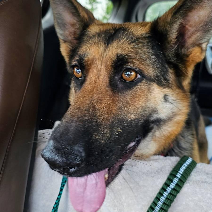 Scarlett, a Adoptable German Shepherd Dog in Myrtle Beach, SC image 1/3