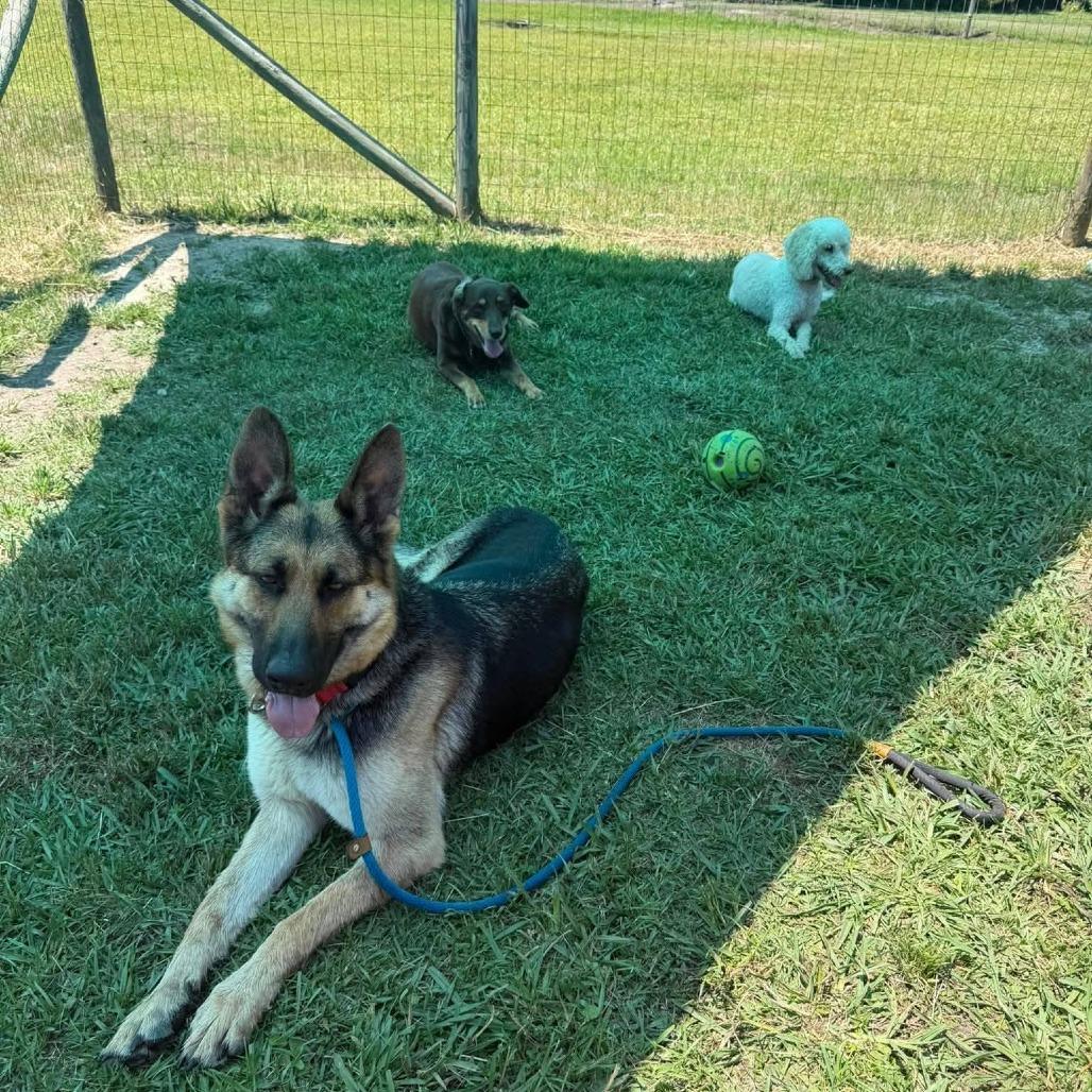 Scarlett, a Adoptable German Shepherd Dog in Myrtle Beach, SC image 2/3