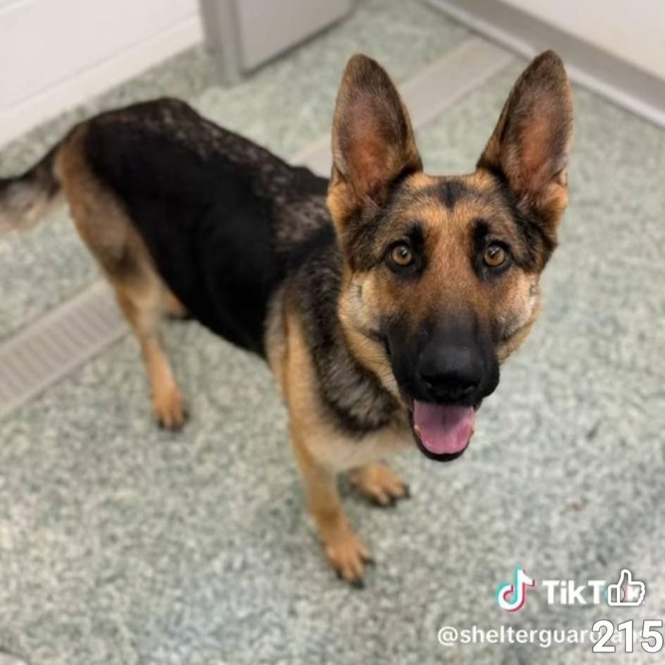 Scarlett, a Adoptable German Shepherd Dog in Myrtle Beach, SC image 3/3