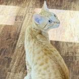 Seeley, Adoptable, Young Male Domestic Medium Hair.