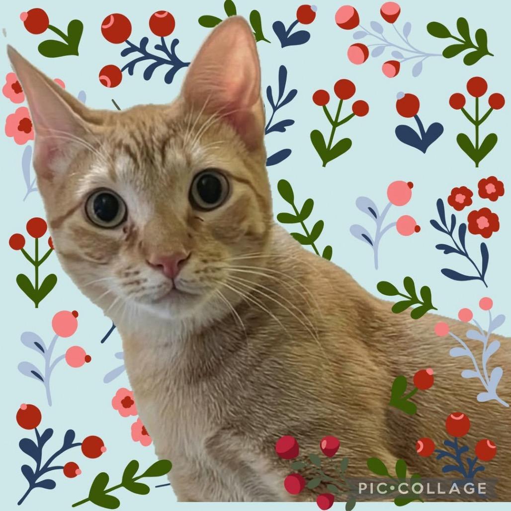 Seeley, a Adoptable mixed breed in League City, TX image 2/5