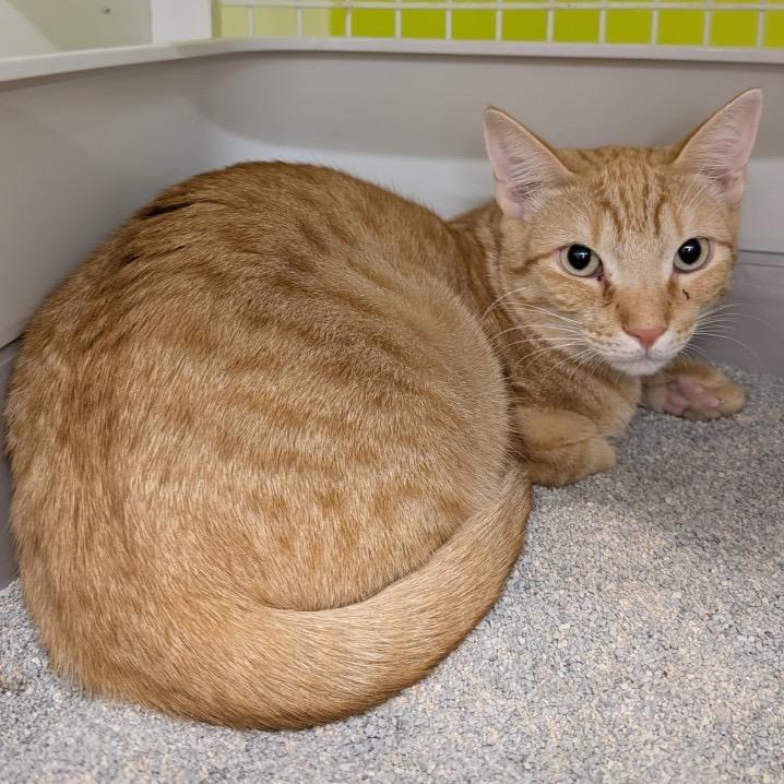 Seeley, a Adoptable mixed breed in League City, TX image 3/5