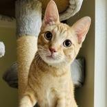 Seeley, a Adoptable mixed breed in League City, TX image 4/5