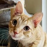 Seeley, a Adoptable mixed breed in League City, TX image 5/5