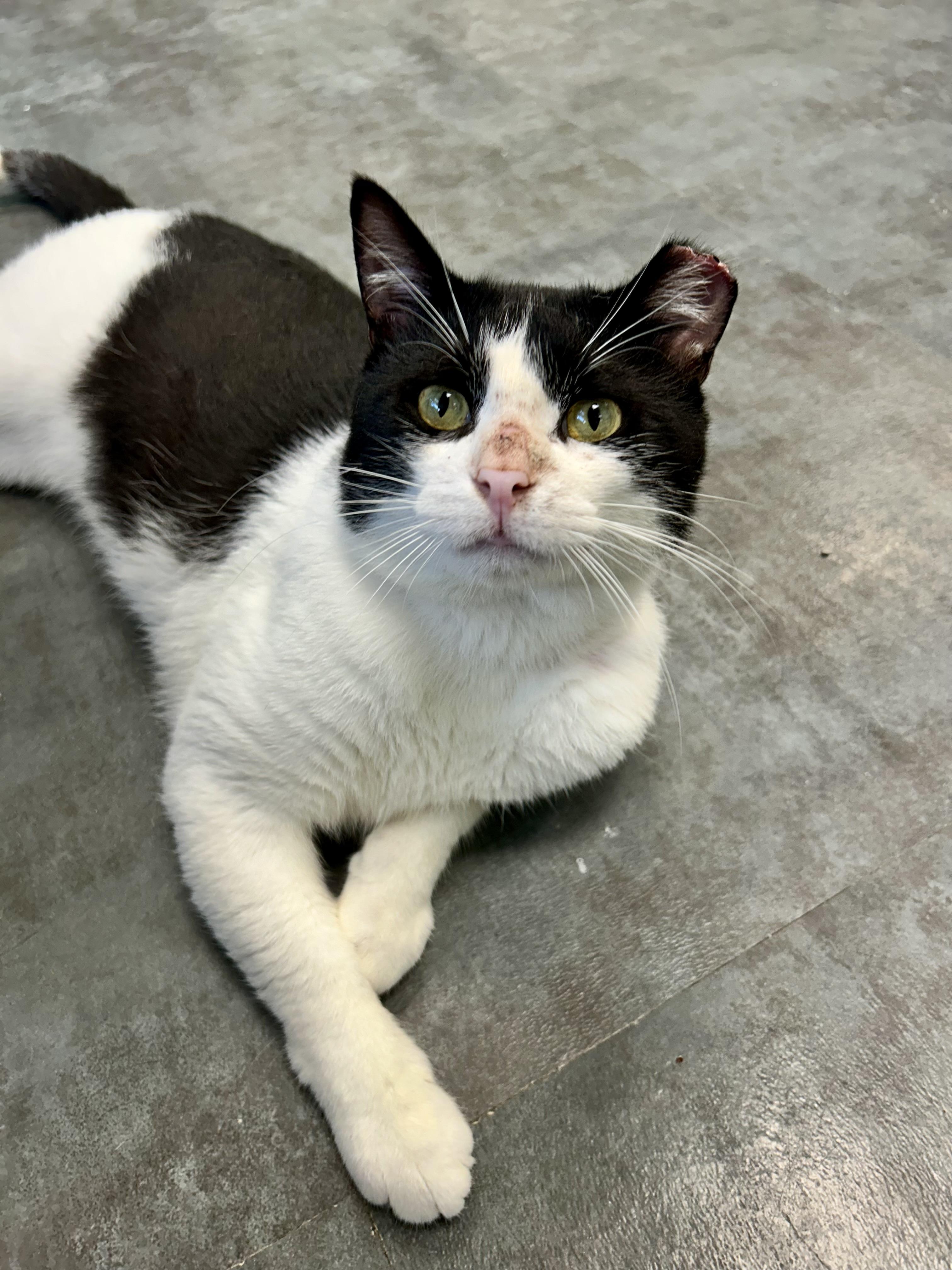 Bond - ADOPTION PENDING, an adopted Domestic Short Hair in Grand Rapids, MI image 3/6